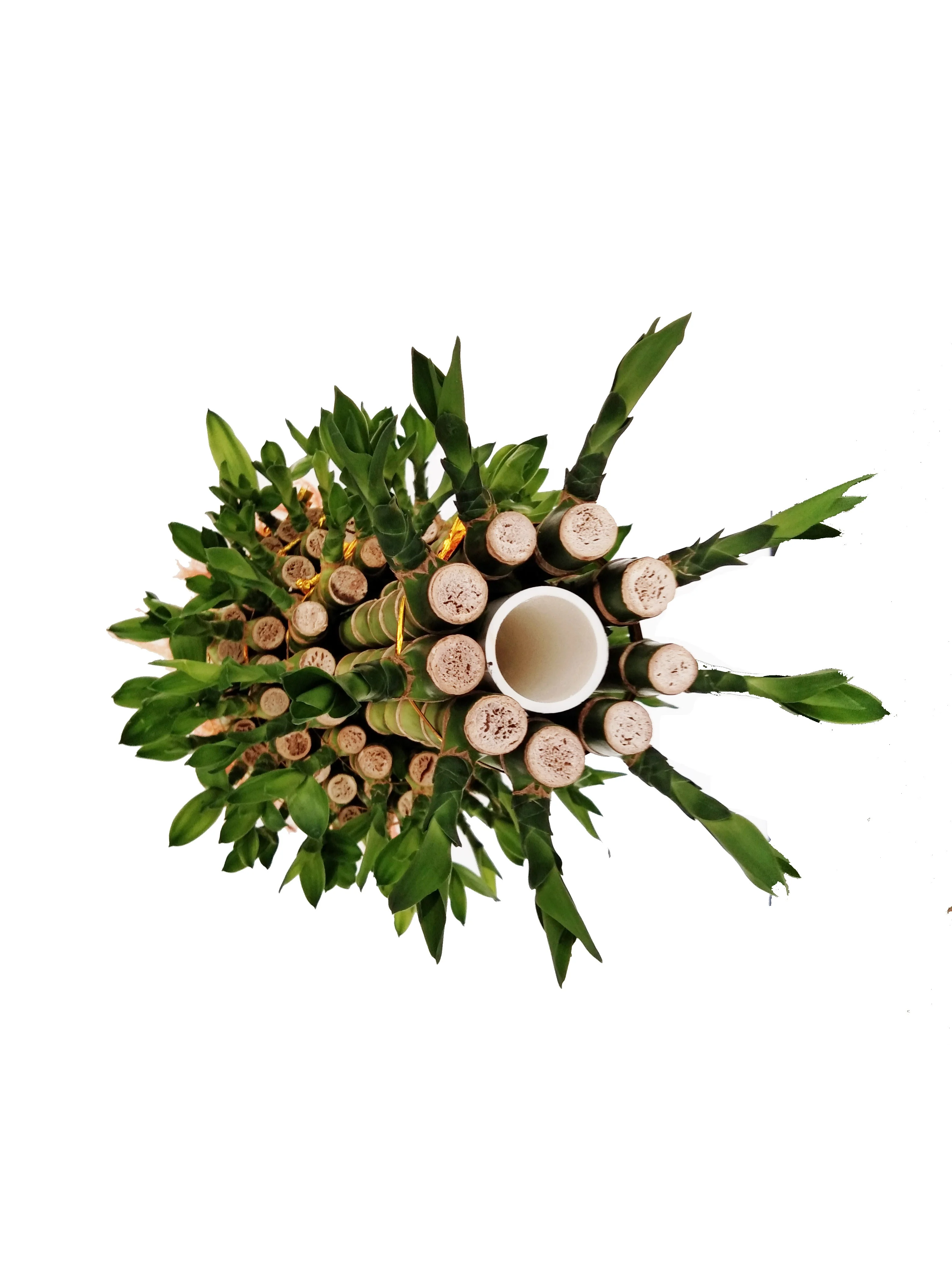 Indoor layer Bamboo Factory Lucky Bamboo tower dracaena sanderiana  Plant Zhanjiang