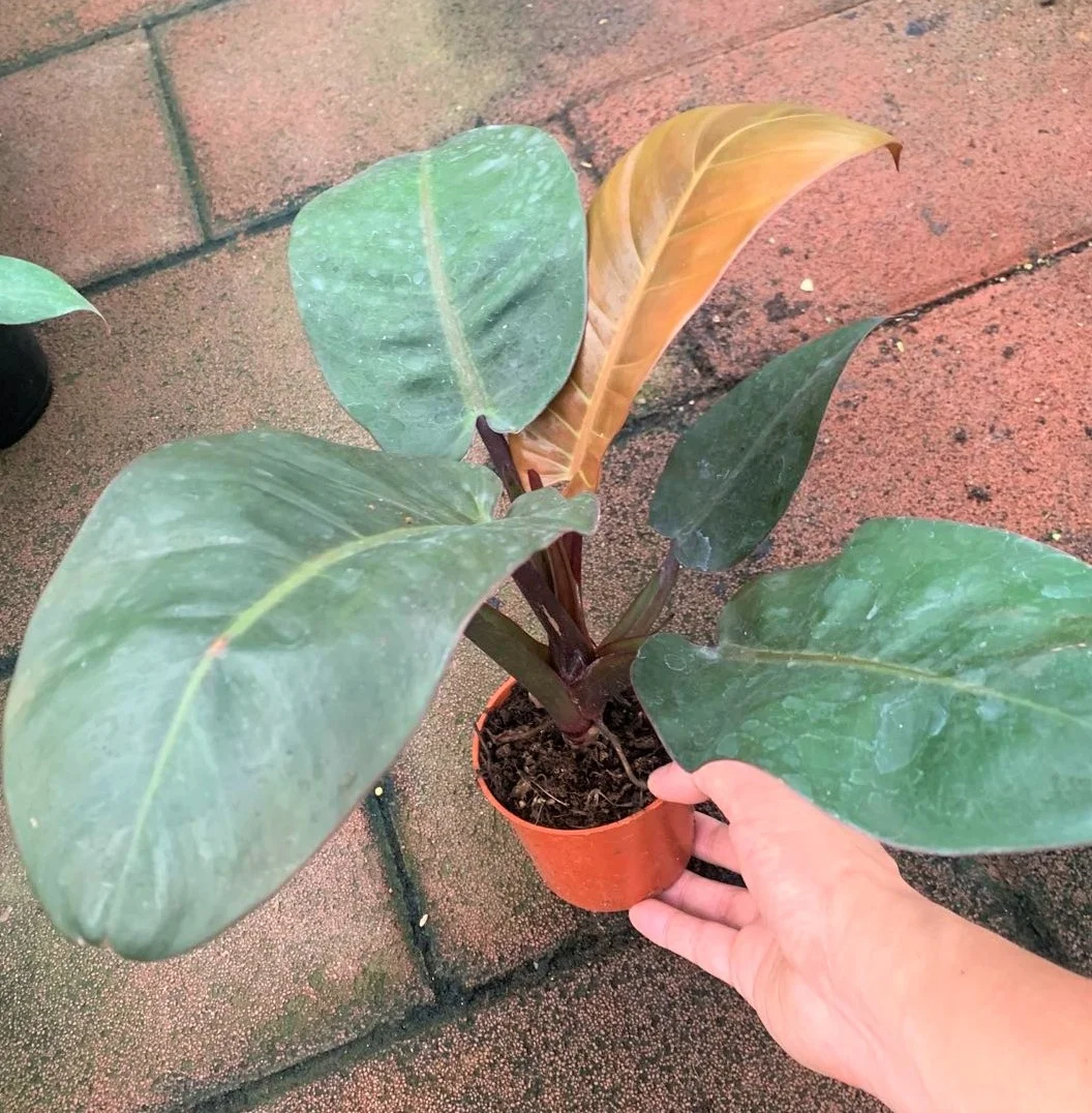 Оптом Популярные ins красивые Philodendron черные алмазные декоративные живые настоящие растения бонсай Листва завод