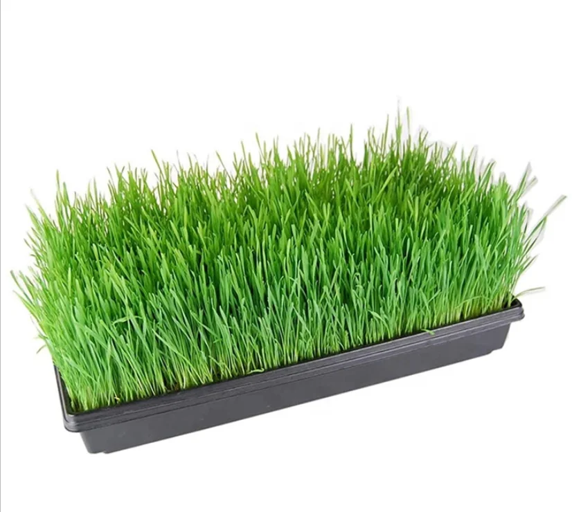 1020 Flat large shallow hydroponic tray 550 x 280mm without holes for Indoor Gardening microgreens