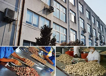 Factory Wholesale Pet combed tooth combed single-row design Hair Removal Comb dog/cat clean beauty supplies