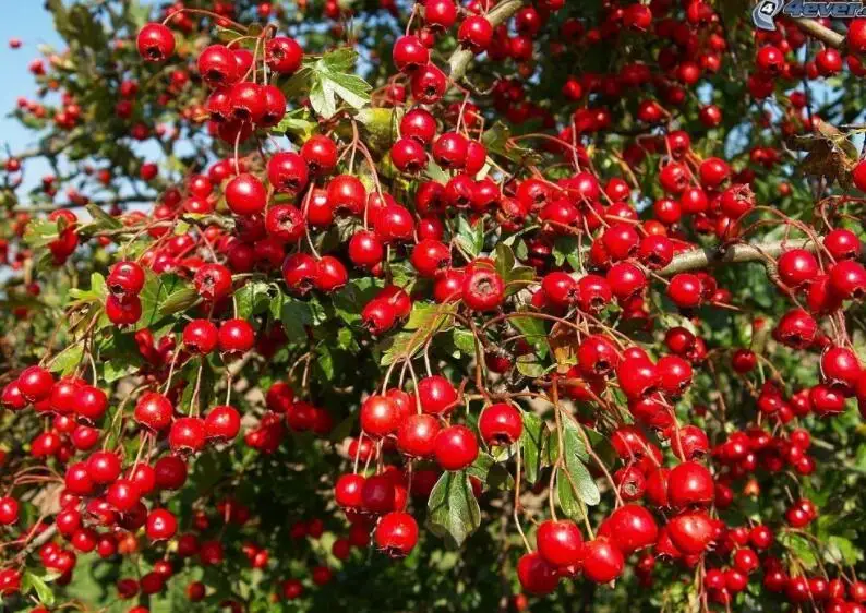 Замороженный сухой фруктовый порошок замороженный ягод боярышника