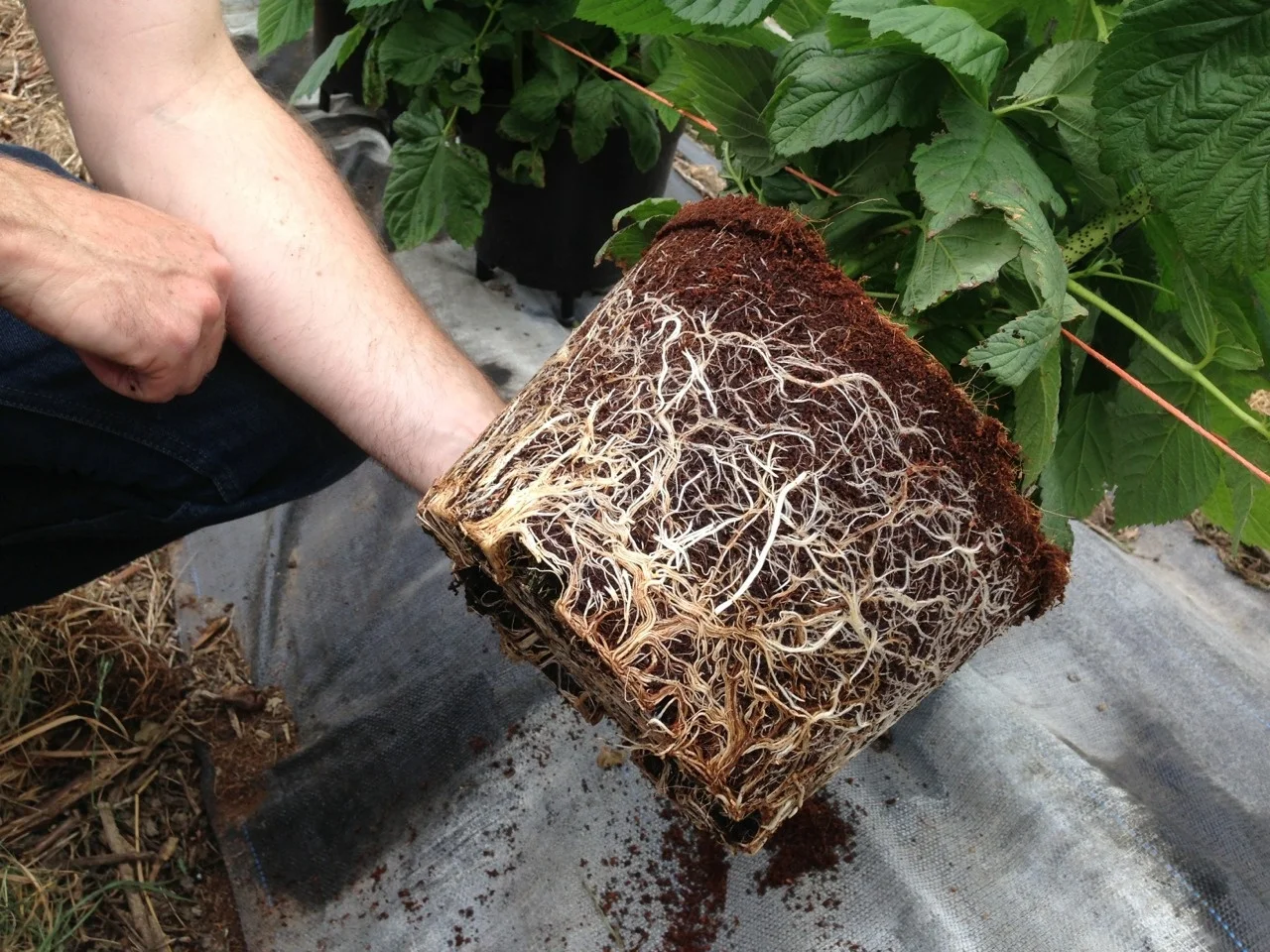  Cocopeat блок кокосовое волокно Coir Pith порошок мешок используется для выращивания растений по лучшей цене-Мисс