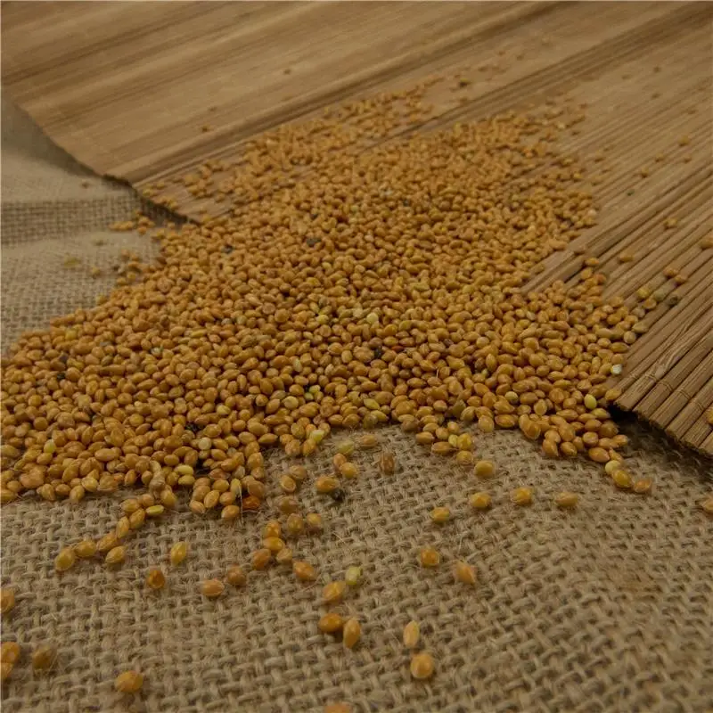 Chinese NON GMO Yellow Broom Corn Millet Bird Feed Yellow Millet