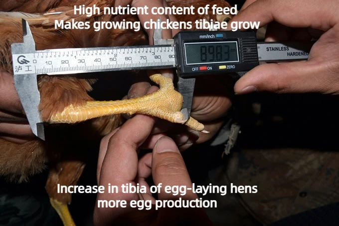 4% Compound premium for chick Nutrient rich chicken and duck animal feed promotes growth