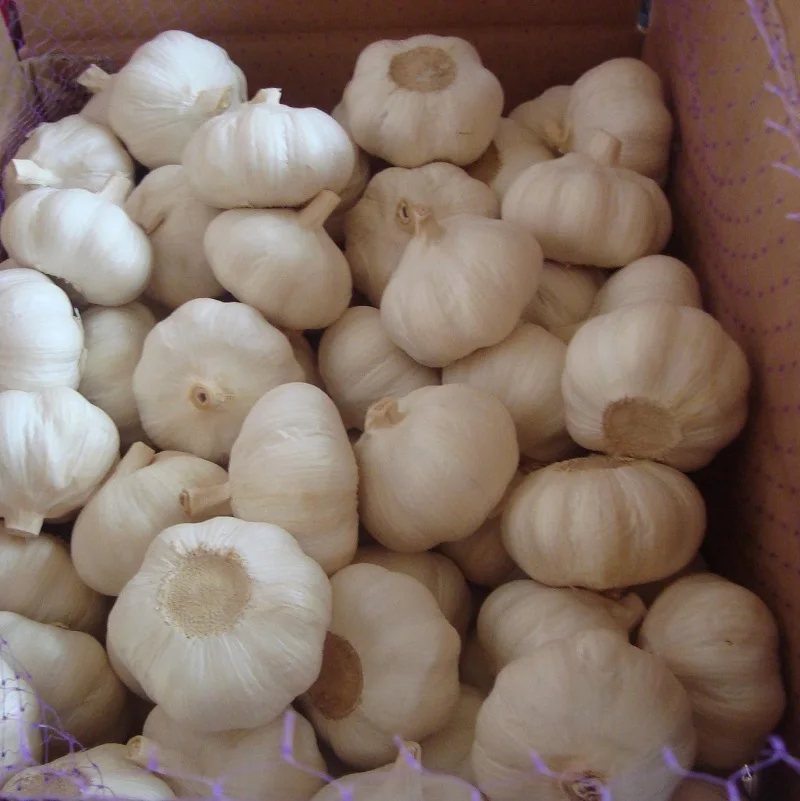 white Chinese garlic with 10kgs carton/box packaging for Kenya,Zambia and Uganda market