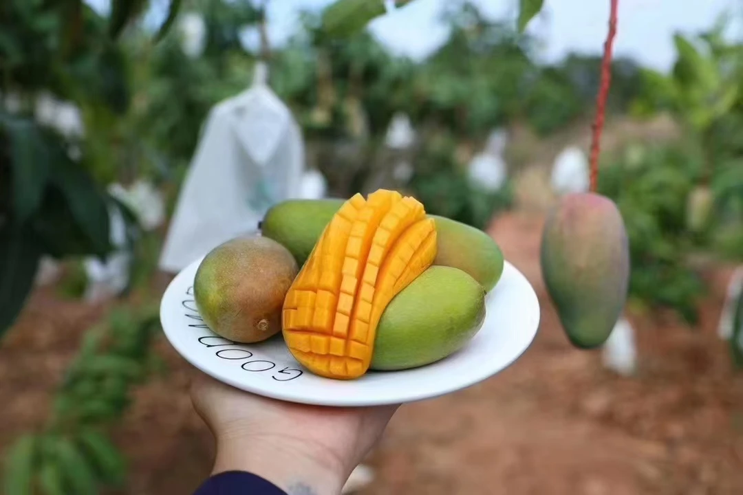 Sweet Juicy High Quality Wholesale Fresh Mango Fruit Hot Sale Seasonal Fruit from China