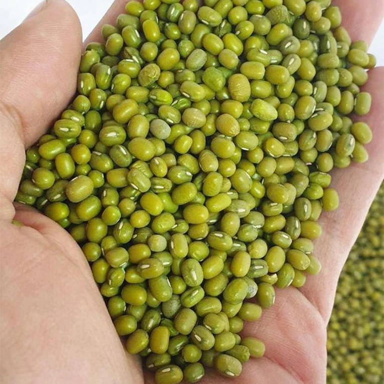 Wholesale Small Green Gram Vigna Bean Mung Beans In Bulk