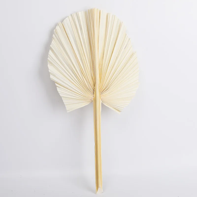 Wholesale Dried Artificial Fan Decorative Preserved Dried Leaf Palm Tree Leaves For Wedding Scene Decoration