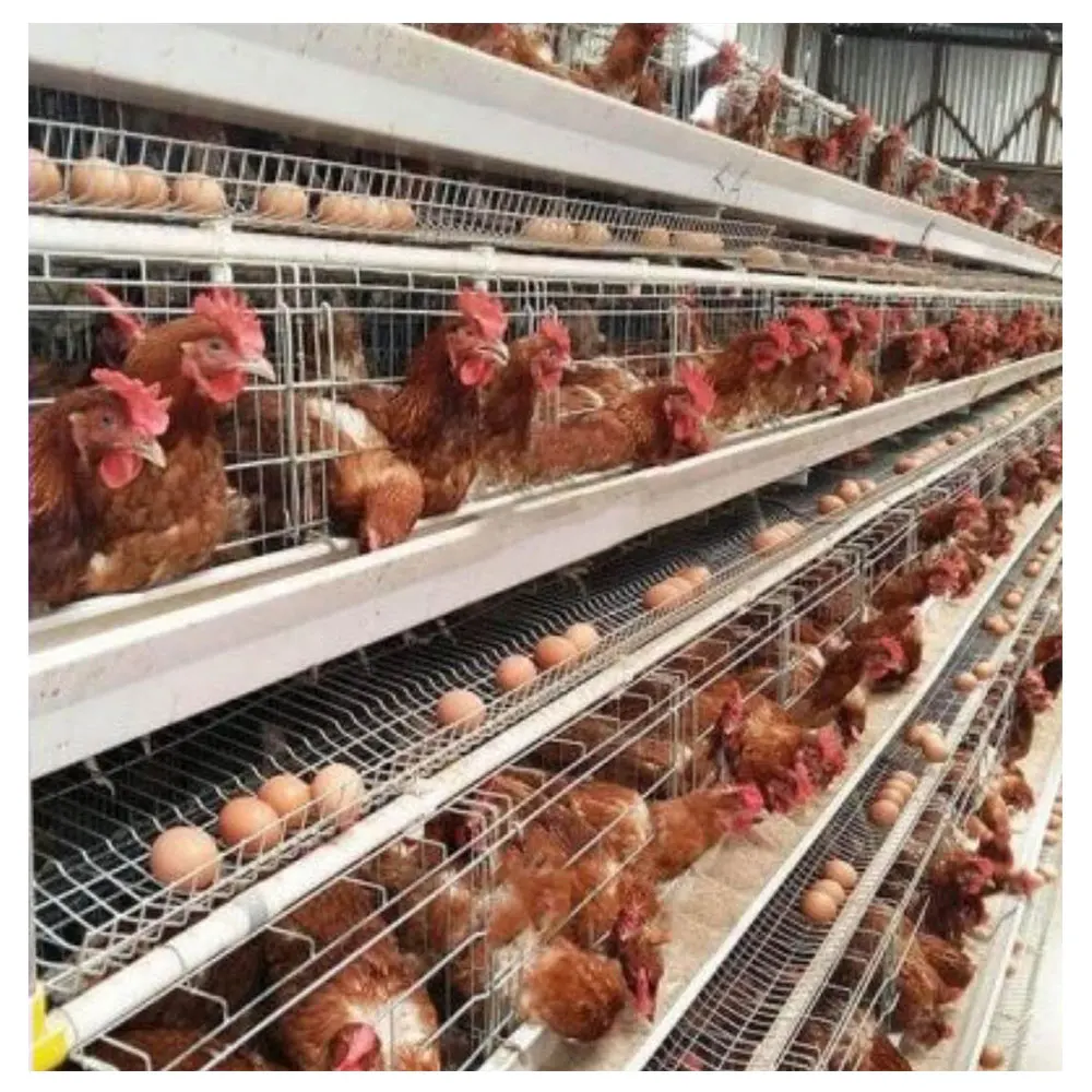 chicken laying cage galvanized automatic A type chicken cages layer poultry for farming