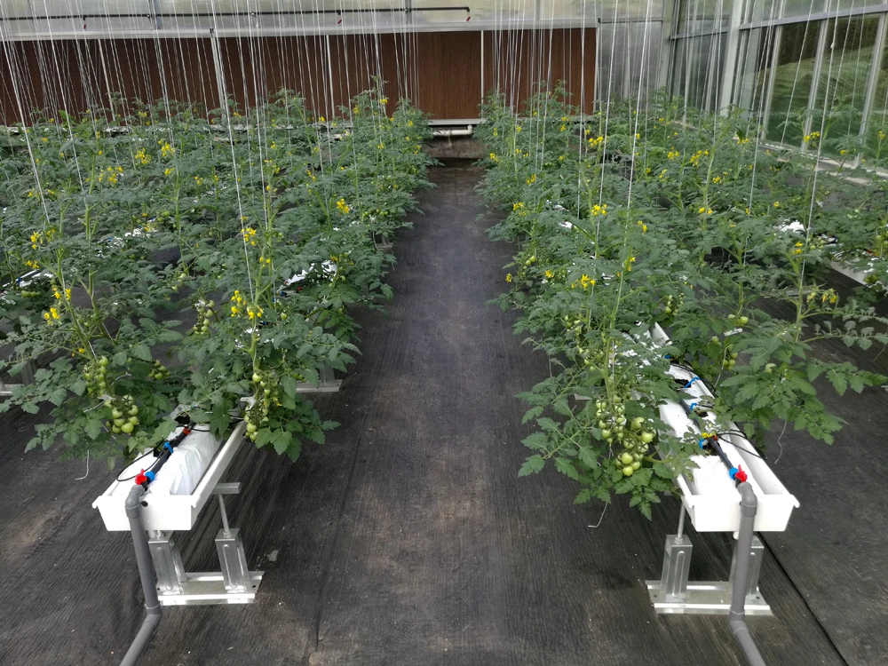 Hydroponic Growing Systems Greenhouse for Tomato
