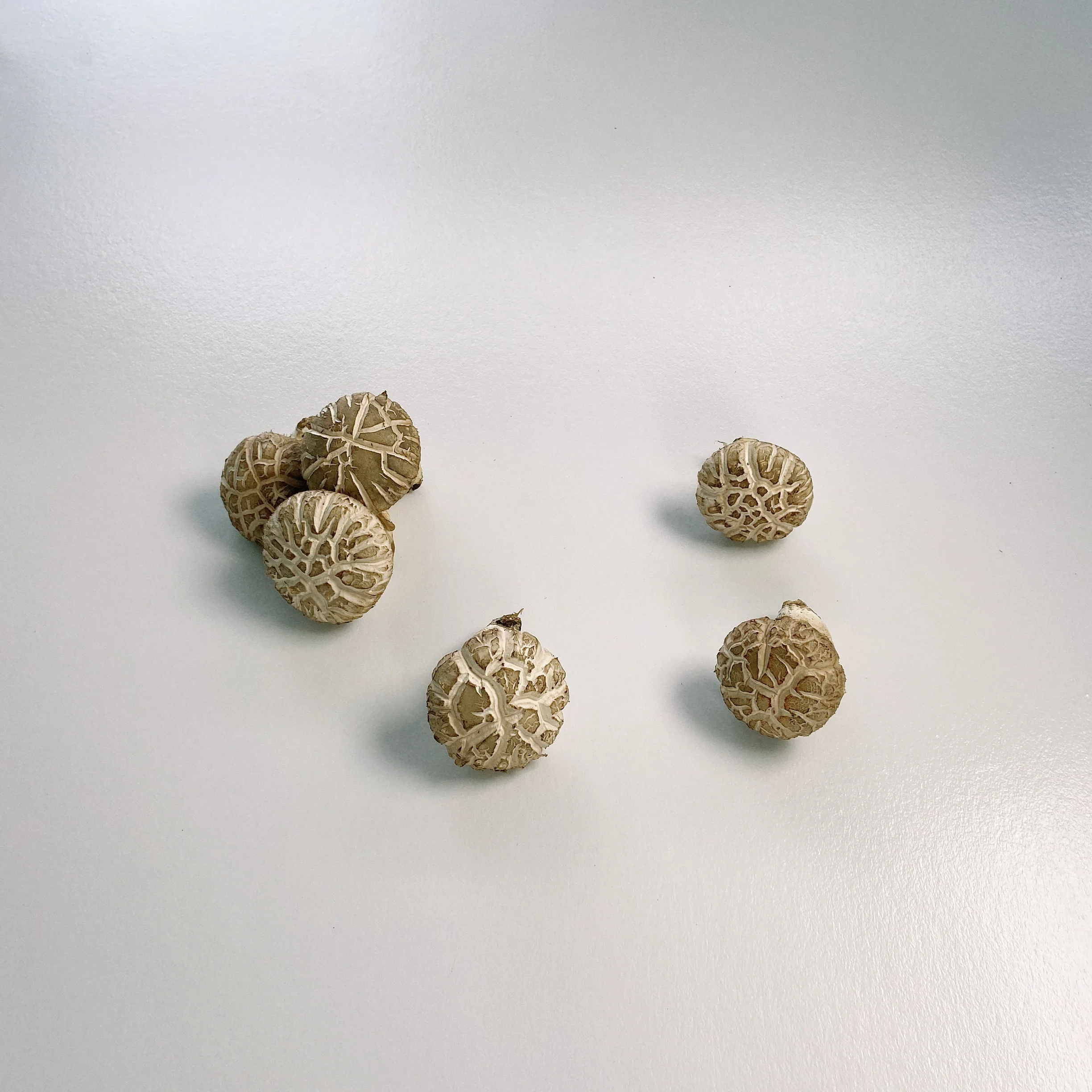 Высококачественные выбранные свежие сушеные грибы Хуа шиитаке