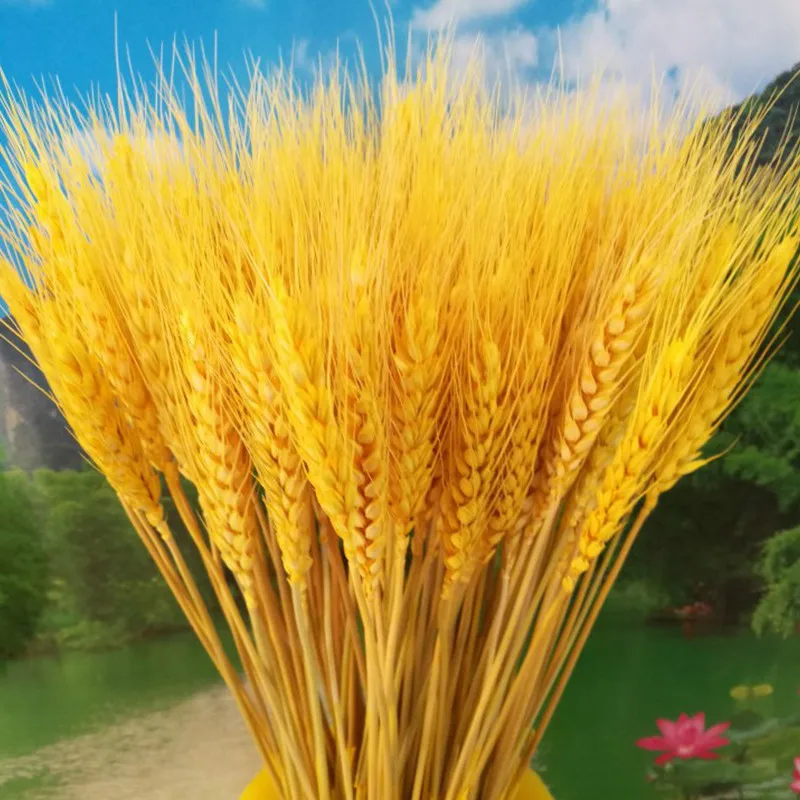 Hot Sale Natural Craft Dried Flower Real Golden Dry Wheat Flower For Decoration
