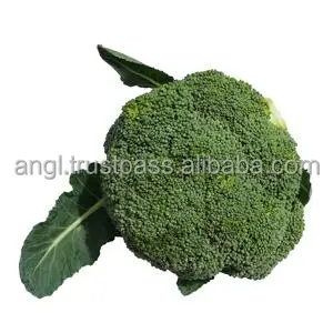 
Supplying fresh Broccoli broccoli price from Vietnam with high quality _Vikafoods (+84983028718) 