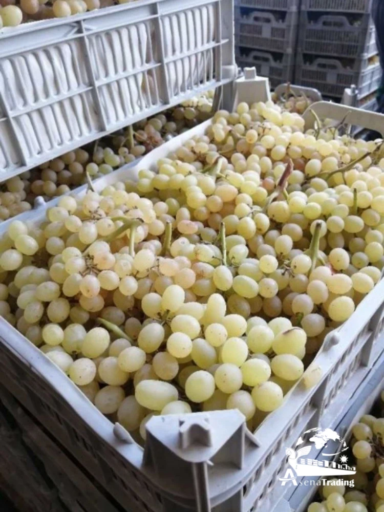 Premium Style High Quality Food Organic Package Weight Origin Quality Size Grade Fresh Sweet Seedless Grapes