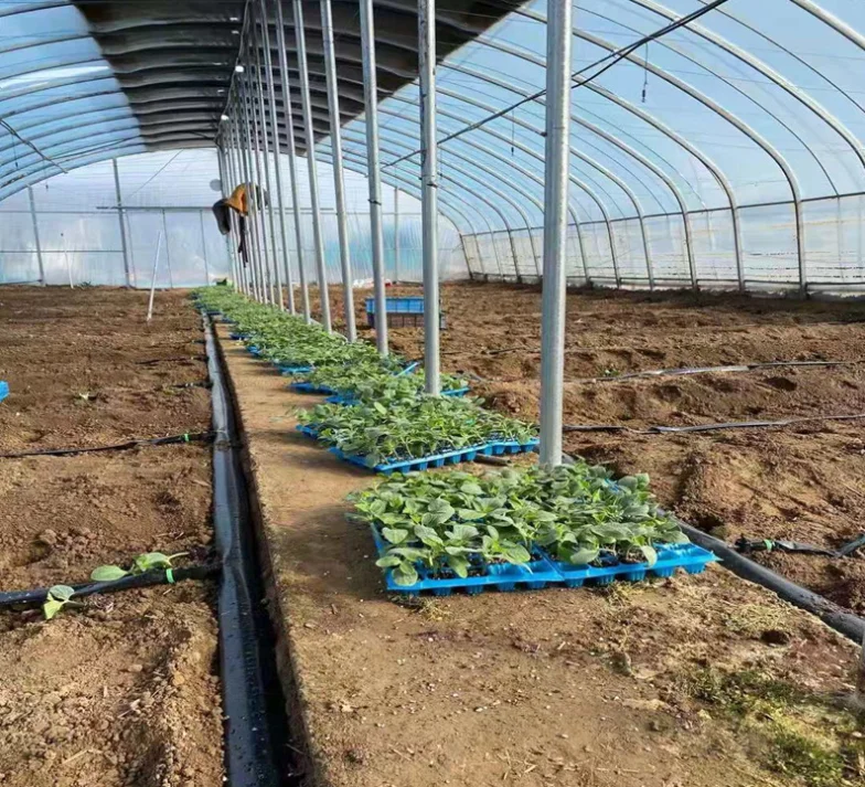 Manufacturer customized oval tube winter warm greenhouse seedling greenhouse flower greenhouse