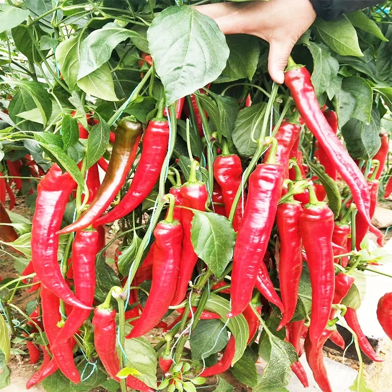 
Chinese Vegetable Seeds With High Yield And Heat Resistance Pepper Seeds 
