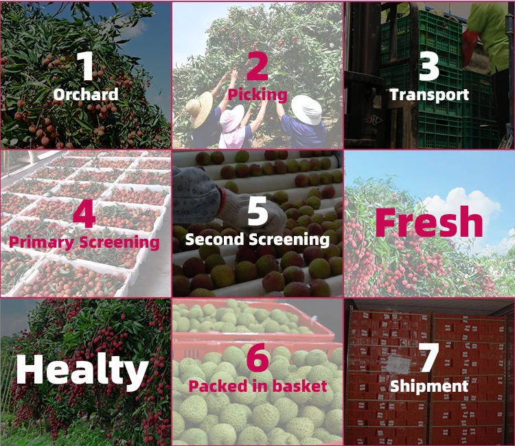 Good Quality Wholesale Fresh Lychee Litchi Lichee from China