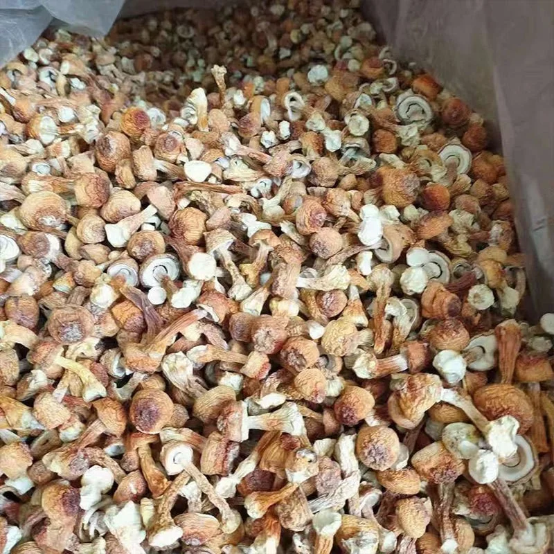 YINING Wholesale Natural Dried Agaricus Blazei High Quality magic mushroom