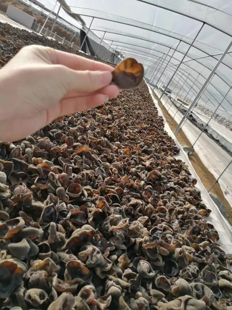 
Dried Whole White Back Black Fungus Agraic Mushroom Black Edible Fungus 