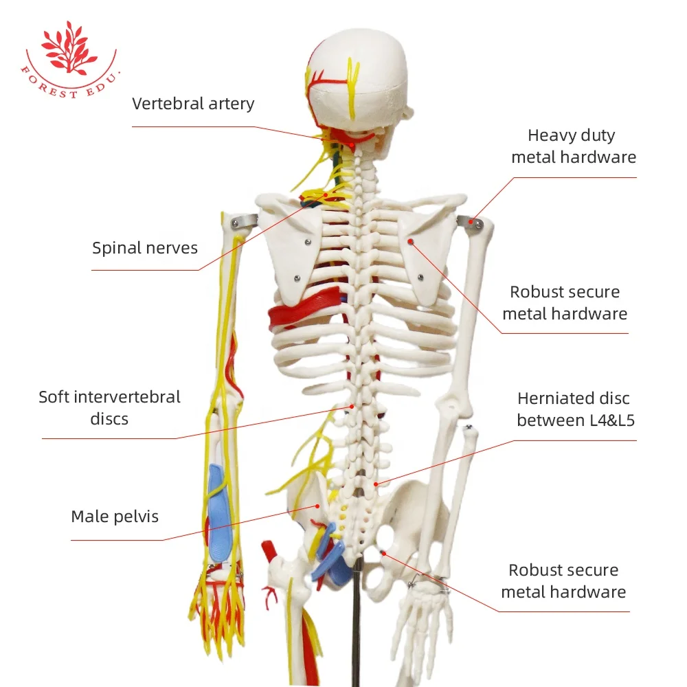 Medical Science Model FRT013 Include Heart Blood Vessel And Nerve 85cm High Quality Human Skeleton Anatomy Model