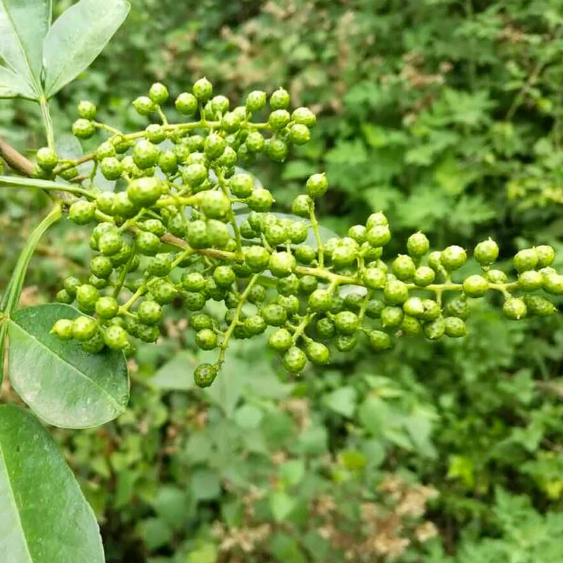 Китайский Сычуань, острый пищевой органический сухой зеленый перец, зеленый перец