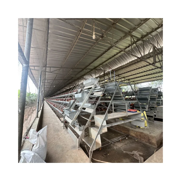 A Type Egg Laying Chicken Cages With Automatic Drinking For Layers Poultry Farm
