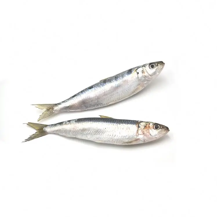 Frozen Sardine For Bait Wholesale Price
