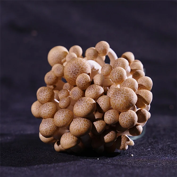 Свежий гриб Shiitake, коричневый гриб Shimeji со вкусом краба, распродажа