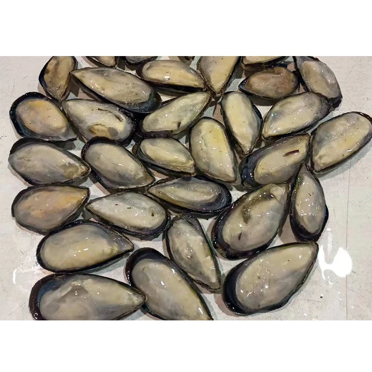 New Arrival  Mussel SANFENG SEAFOOD IQF Half Shell Mussel Shellfish Mussel for Export