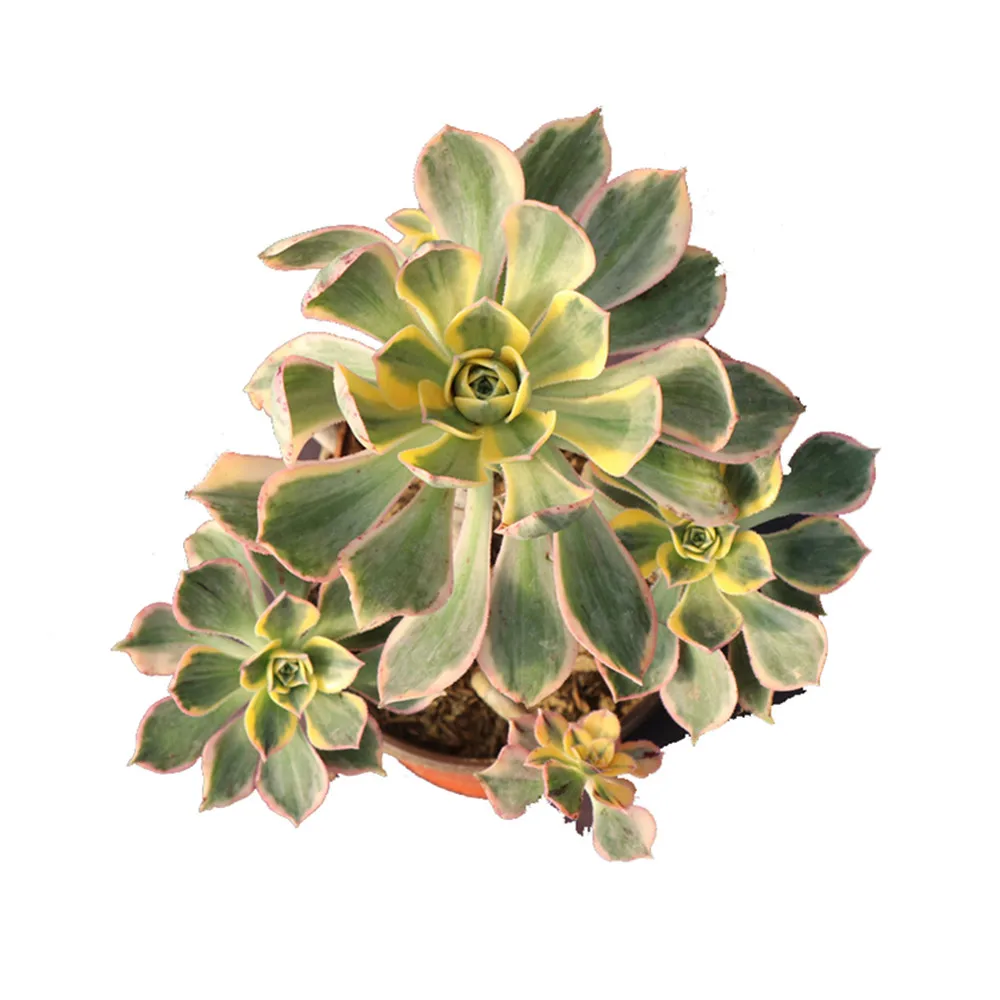 Factory produce splendid succulent monstera albo variegated plants