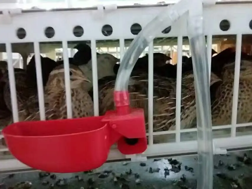 Профессиональное оборудование для птицеводства! 6 прозрачный пластиковый органайзер перепелиные клетки с сбора яиц/перепелиные слоя HJ-QC400B