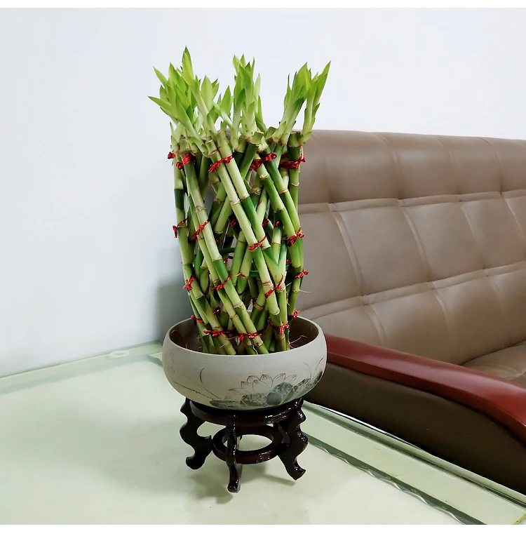 
2 Layer 3 Layer 4 Layer China Triangle Dracaena Sanderiana Bamboo Lucky 