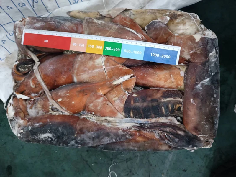 Good Quality Seafood Equatorial Squid 15kg Bag Packing BQF Frozen Gigas Equator Squid