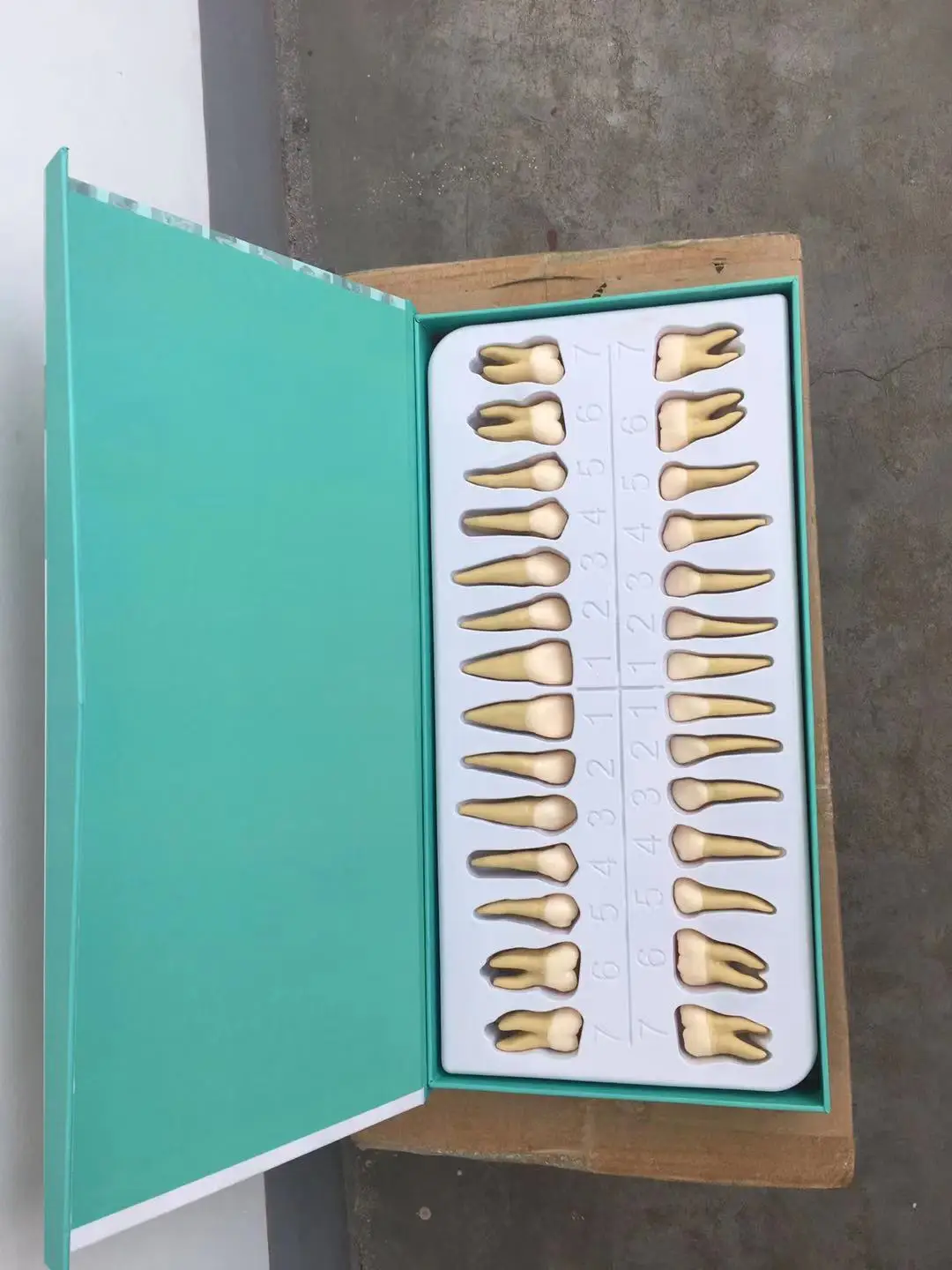 2.5 times individuel teeth model for anatomical demonstration and carving