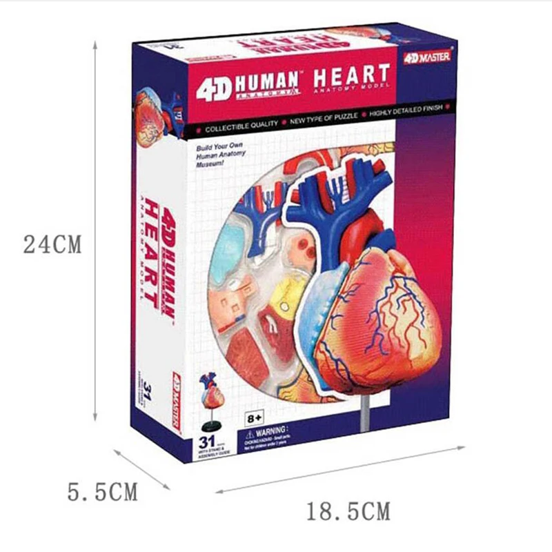 31 Parts 4D MASTER Assembled Human Heart Anatomy Model as Children Toy
