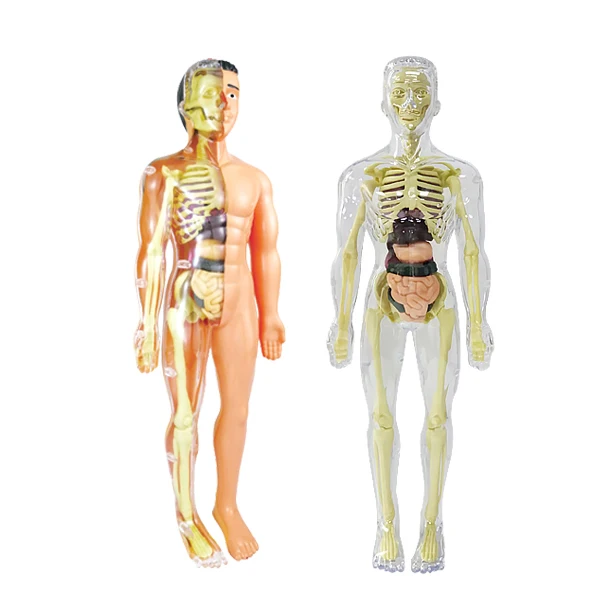 STEM Toy human torso teaching model human body skeleton organs human assembly kit