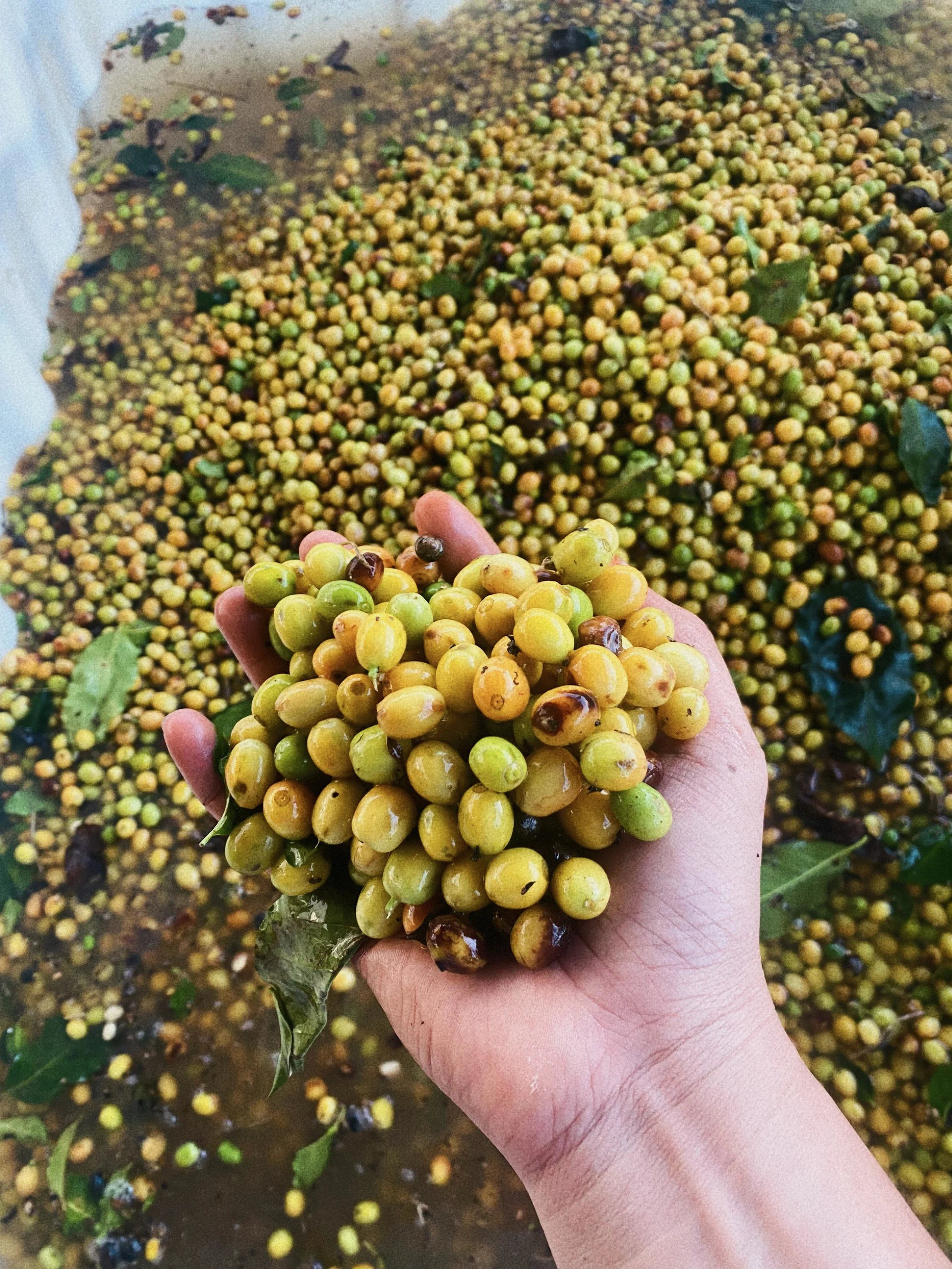 ARABICA желтые Бурбоны зеленые бобы мед вьетнамская Арабика кофейные с 98% зрелостью в 2023 нового урожая-2024