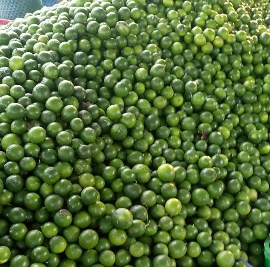 VIETNAM Fresh Citrus Fruit Healthy Nutritious Fresh Fruit Lemon Seedless Lime Vietnamese - WS 0084989322607
