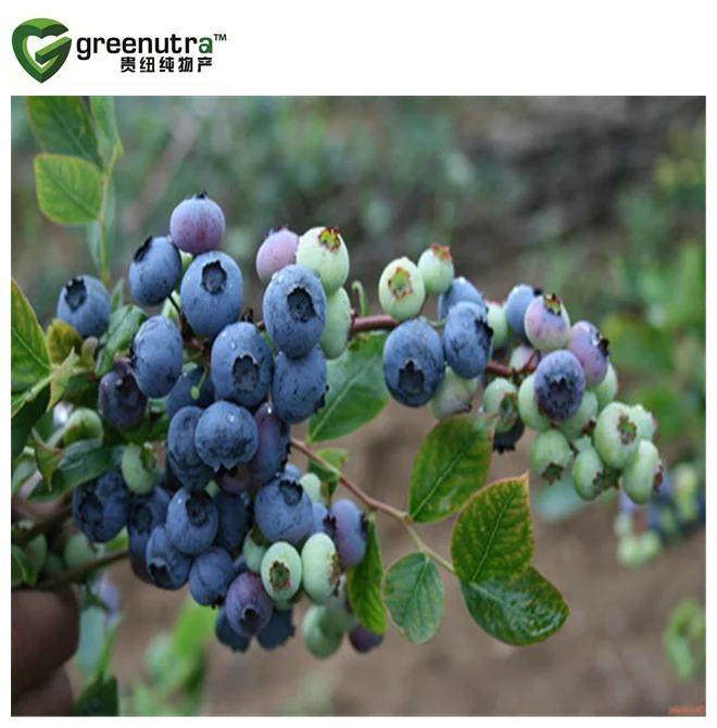 Bilberry Extract Powder