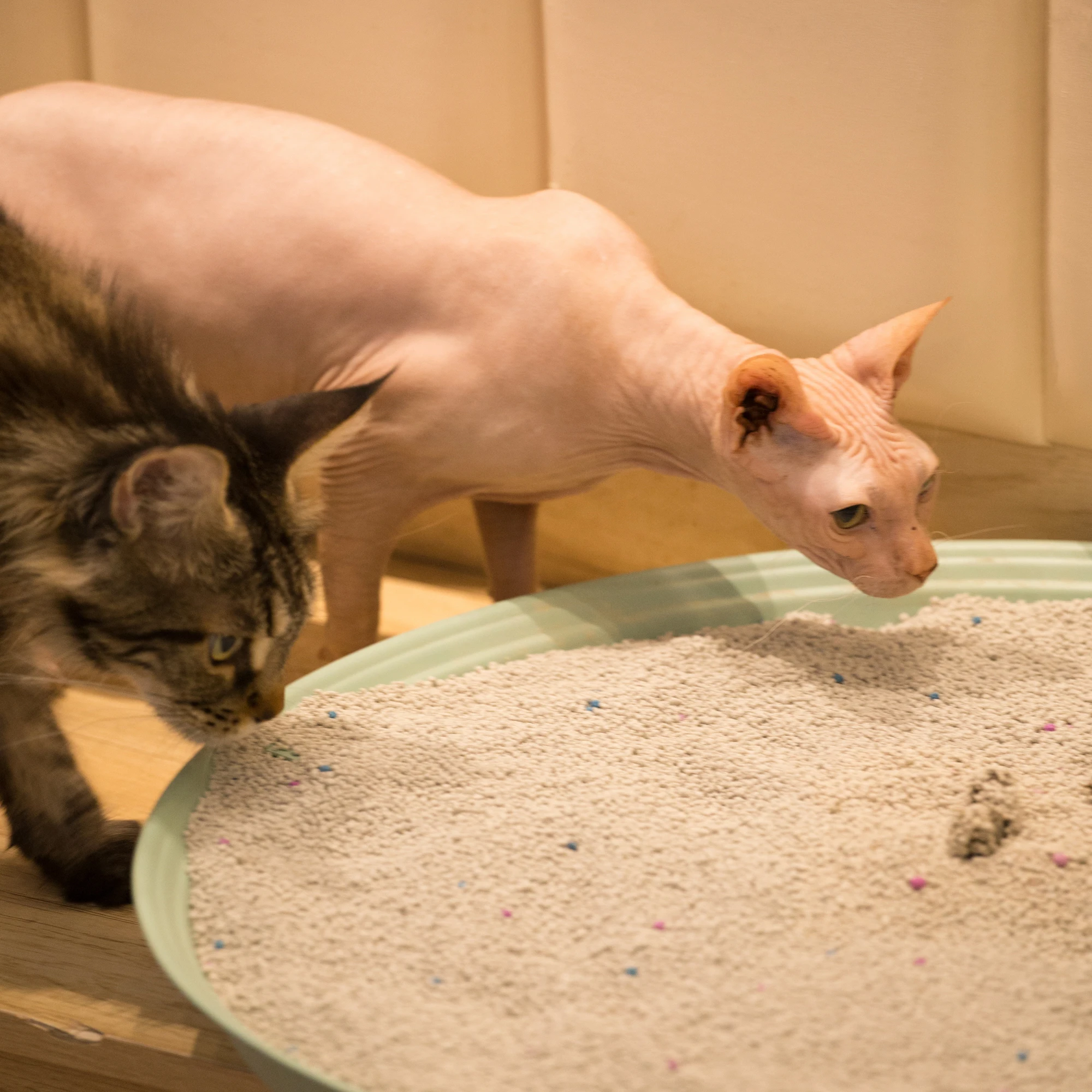 
Bentonite Cat Litter Bentonite Litter Strong Deodorant Sodium Bentonite Cat Litter 