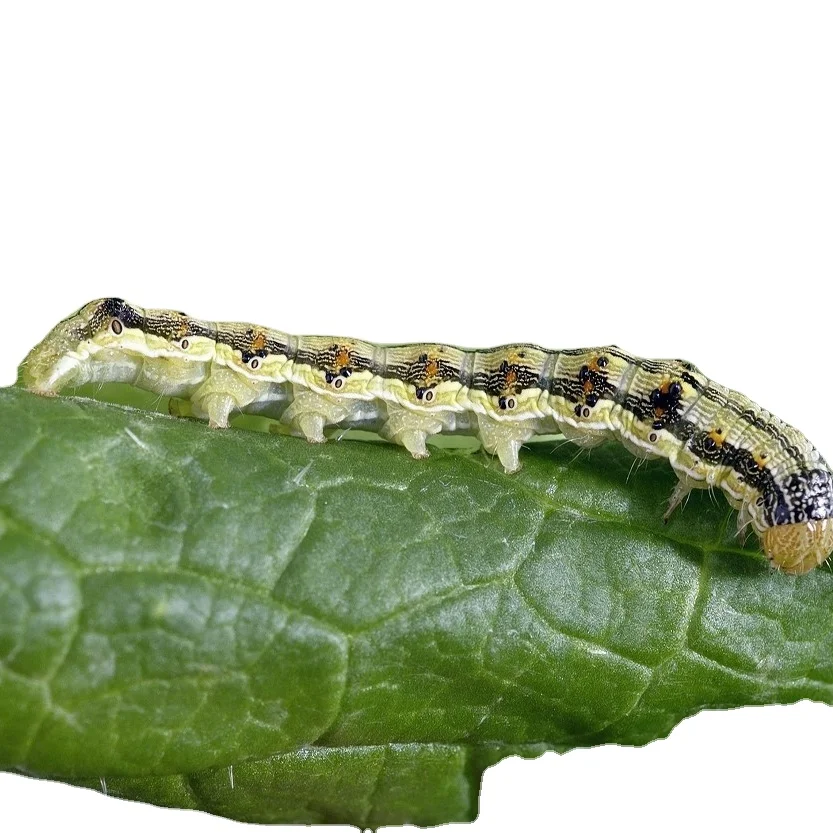 HaNPV + Bt эффективно против хлопкового червя с быстрой доставкой