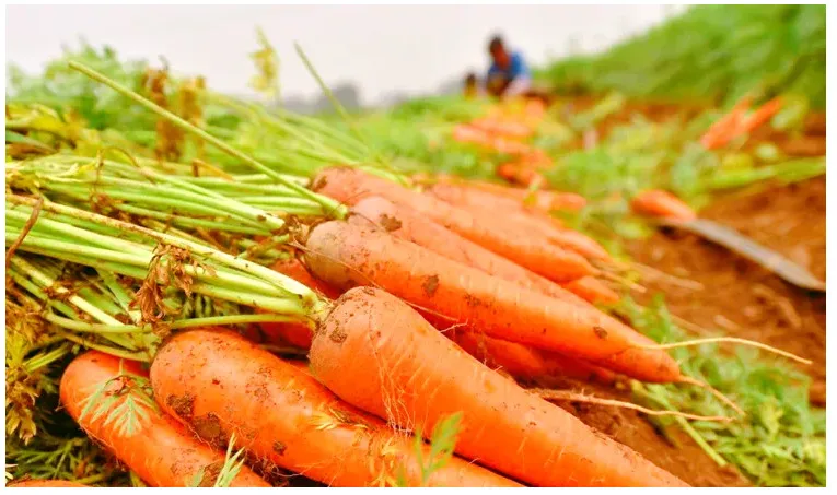 Frozen Carrots - Available Customized Package Non-GMO Freeze Carrots for Cooking and Drinking from Viet Nam wholesale