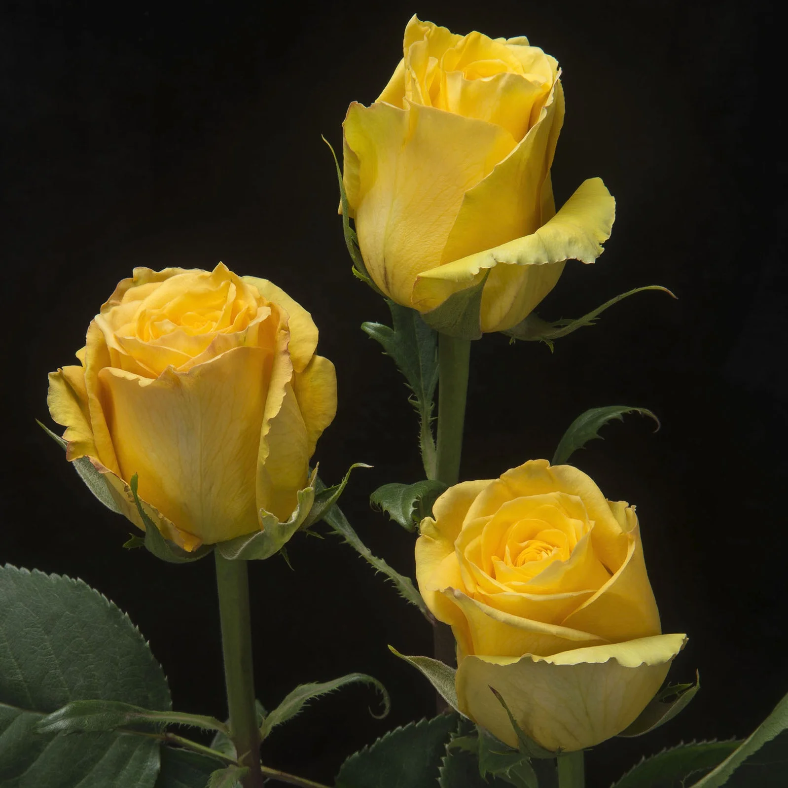 Розы, различные бикини, прямая Эквадор ферма, свежий длинный Цветок стебля для свадьбы, оптовая продажа