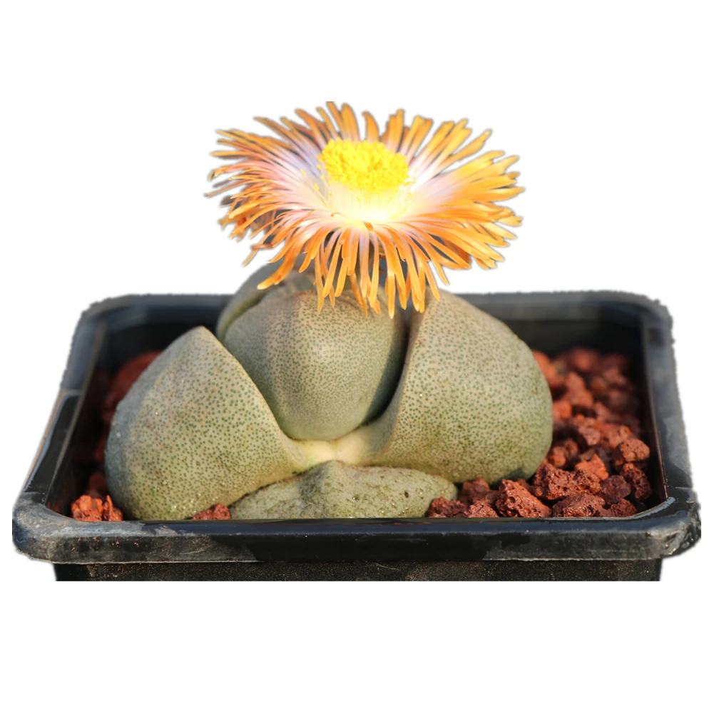 Pleiospilos nelii Schwantes green suculent plant large lithops korean succulents live plants for wholesale