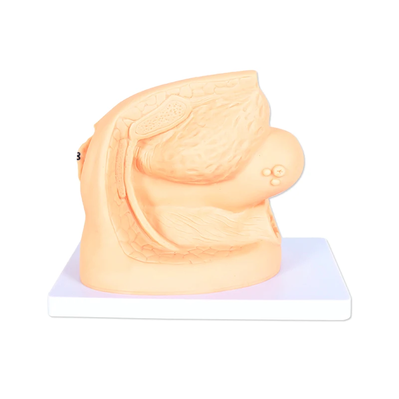 Advanced Female Internal and External Genital Organs