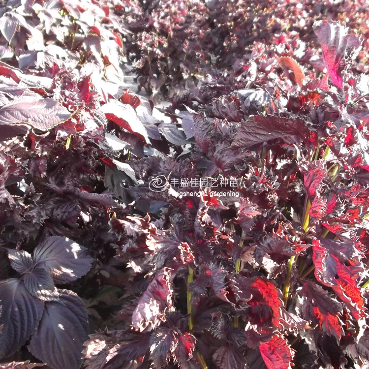 
2021 Perilla Fresh Perilla Seeds for Planting 