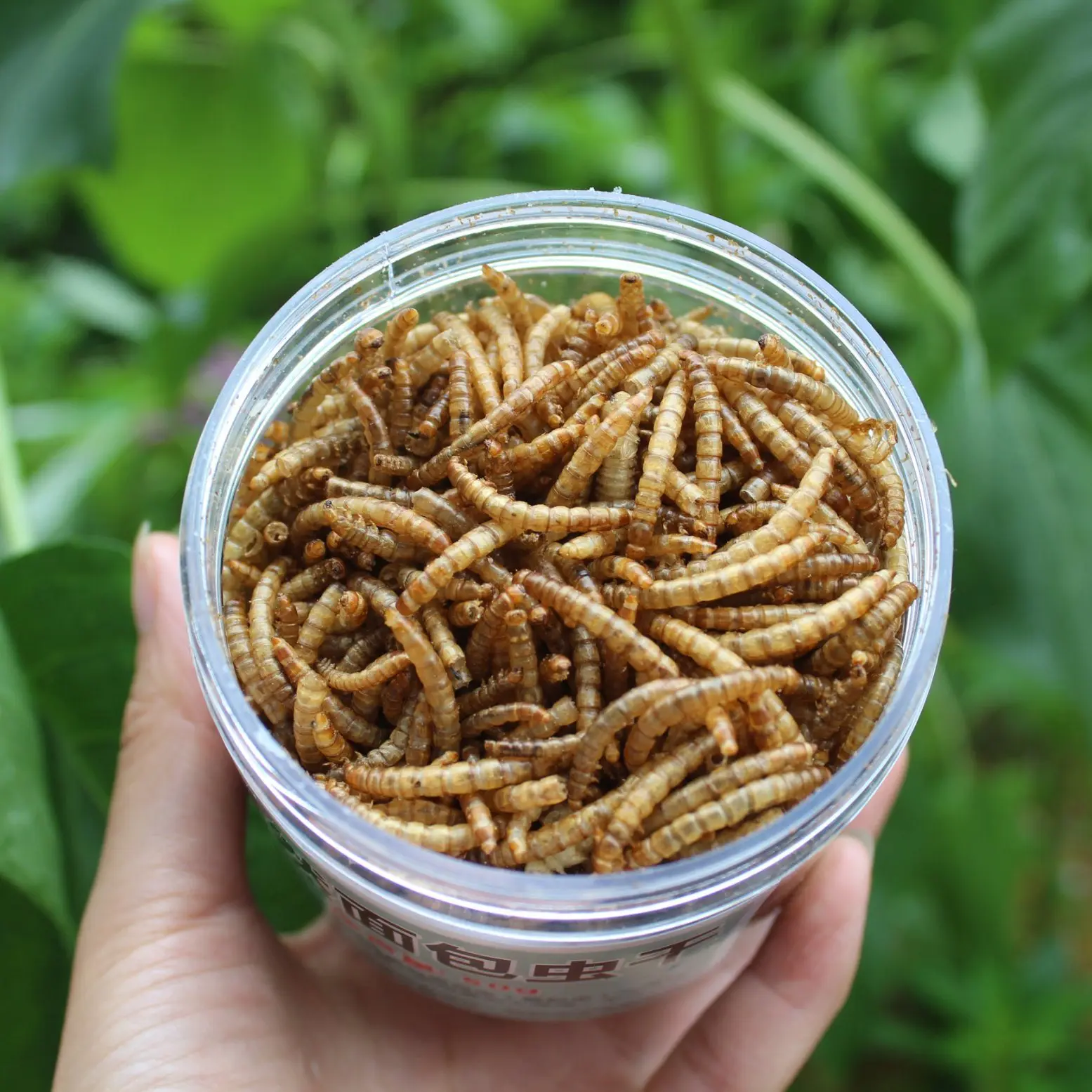 High Protein Dried Mealworm in Bulk for Wild Bird 5 KG