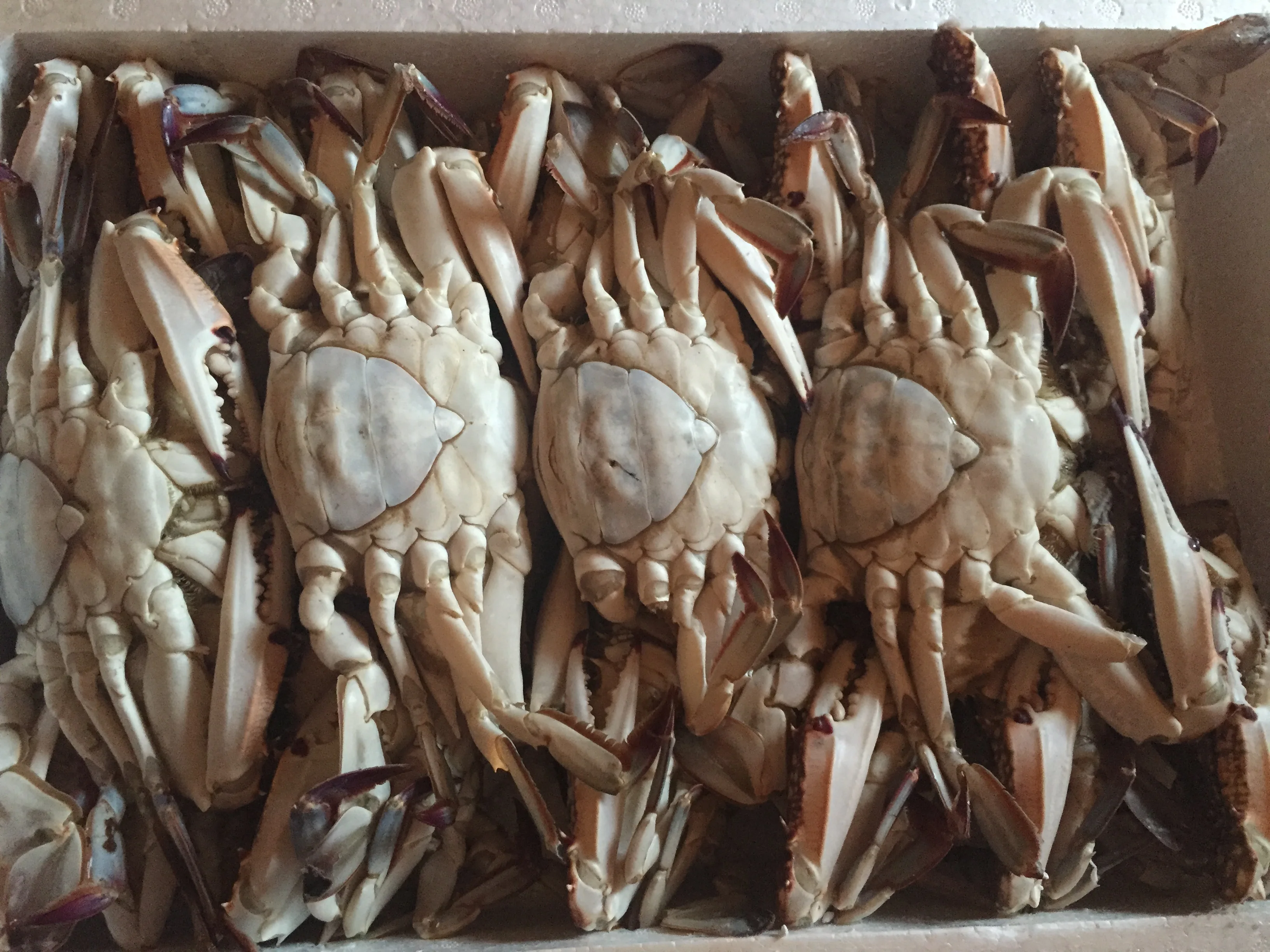 Все замороженные синий краб плавания