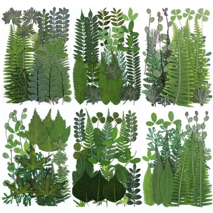 21pcs Assorted Real Dried Pressed Leaves Natural Dry Leaves for Art Craft DIY Phone Case