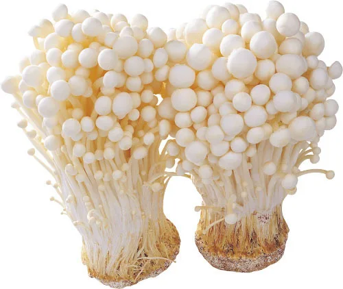 Sell fresh and high-quality flammulina velutipes